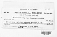 Psathyrella fragilis image